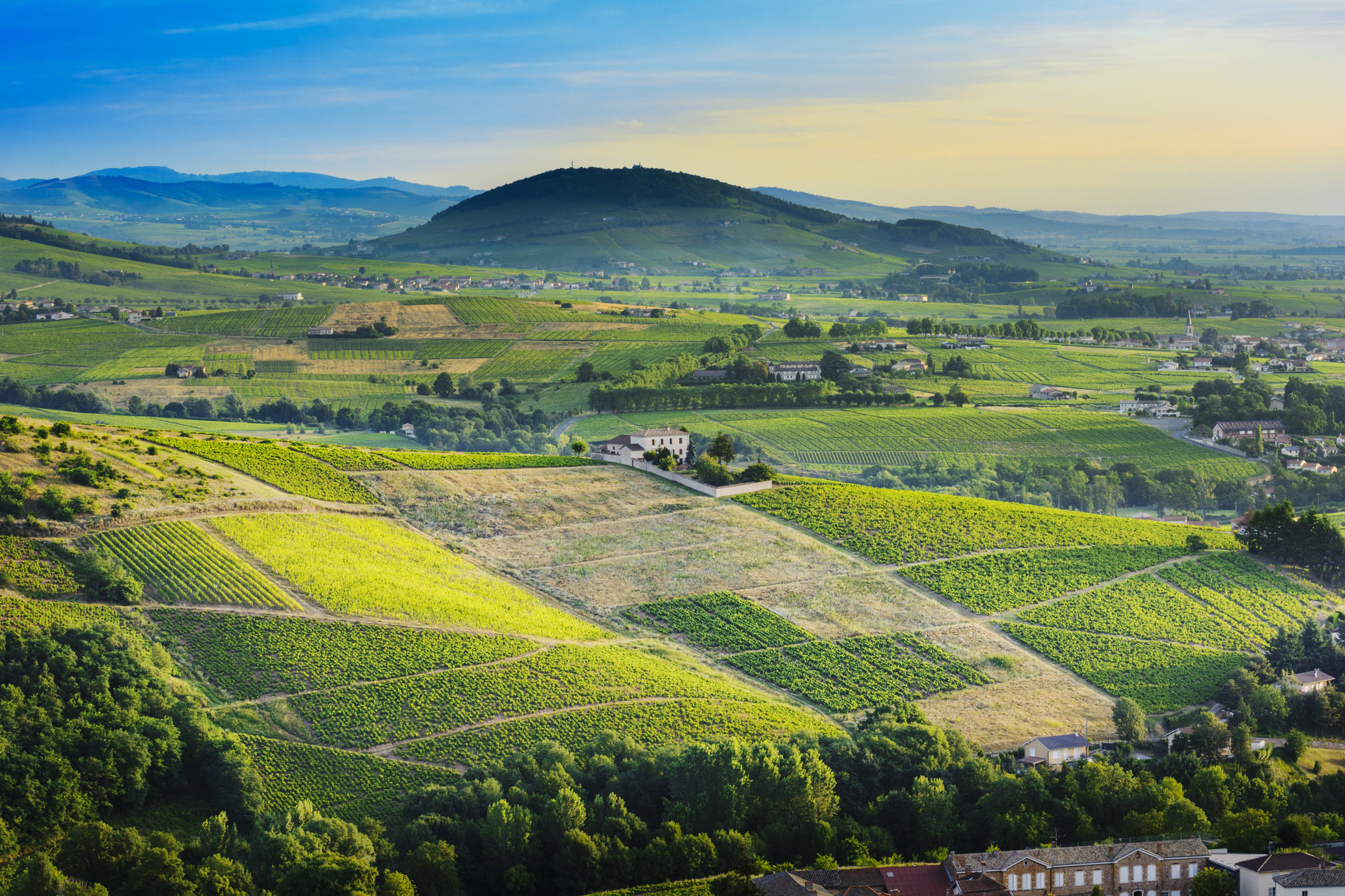 Les vignes dans les monts du beaujolais © Gaelfphoto/Shutterstock.com