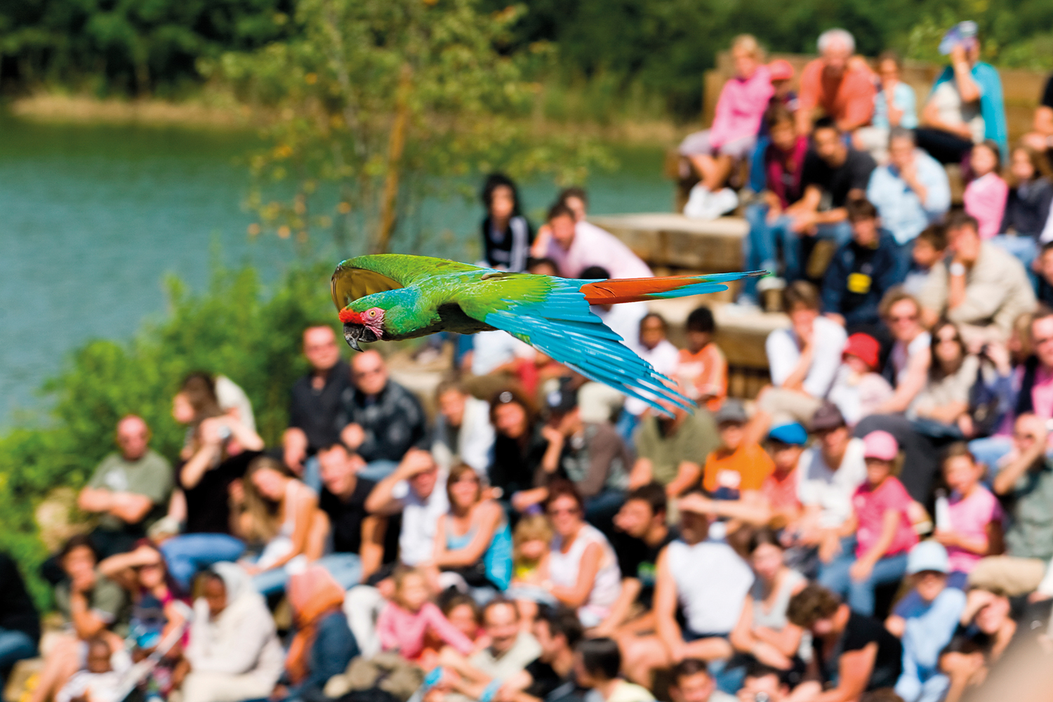 Parc des oiseaux - spectacle des aras © JB Merillot