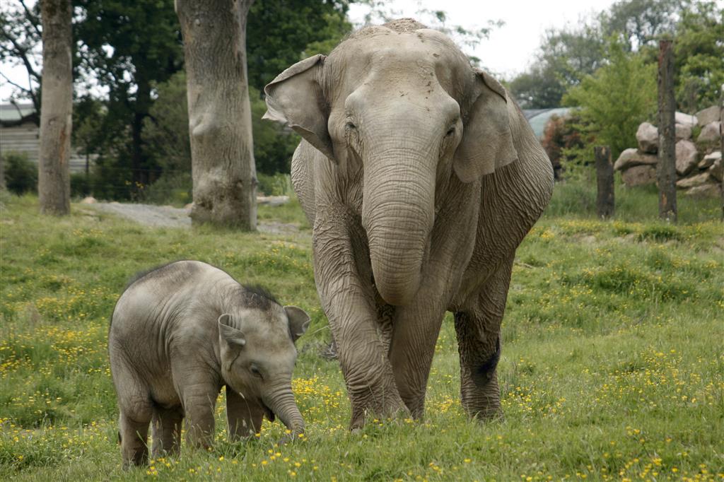 Eléphants du PAL © Le PAL