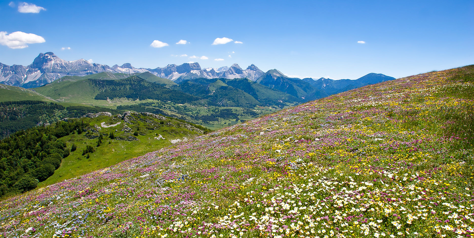 Flore du Haut-Diois © Lionel Pascale / Drôme Tourisme