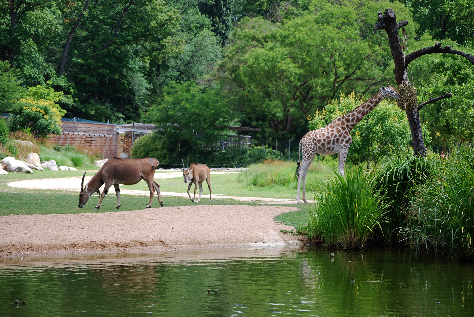 Plaine africaine, Zoo de Lyon - Parc de la Tête d'Or © Ville de Lyon