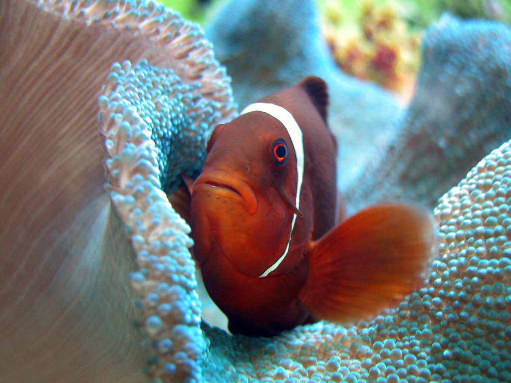 Poisson clown © Aquarium de Lyon