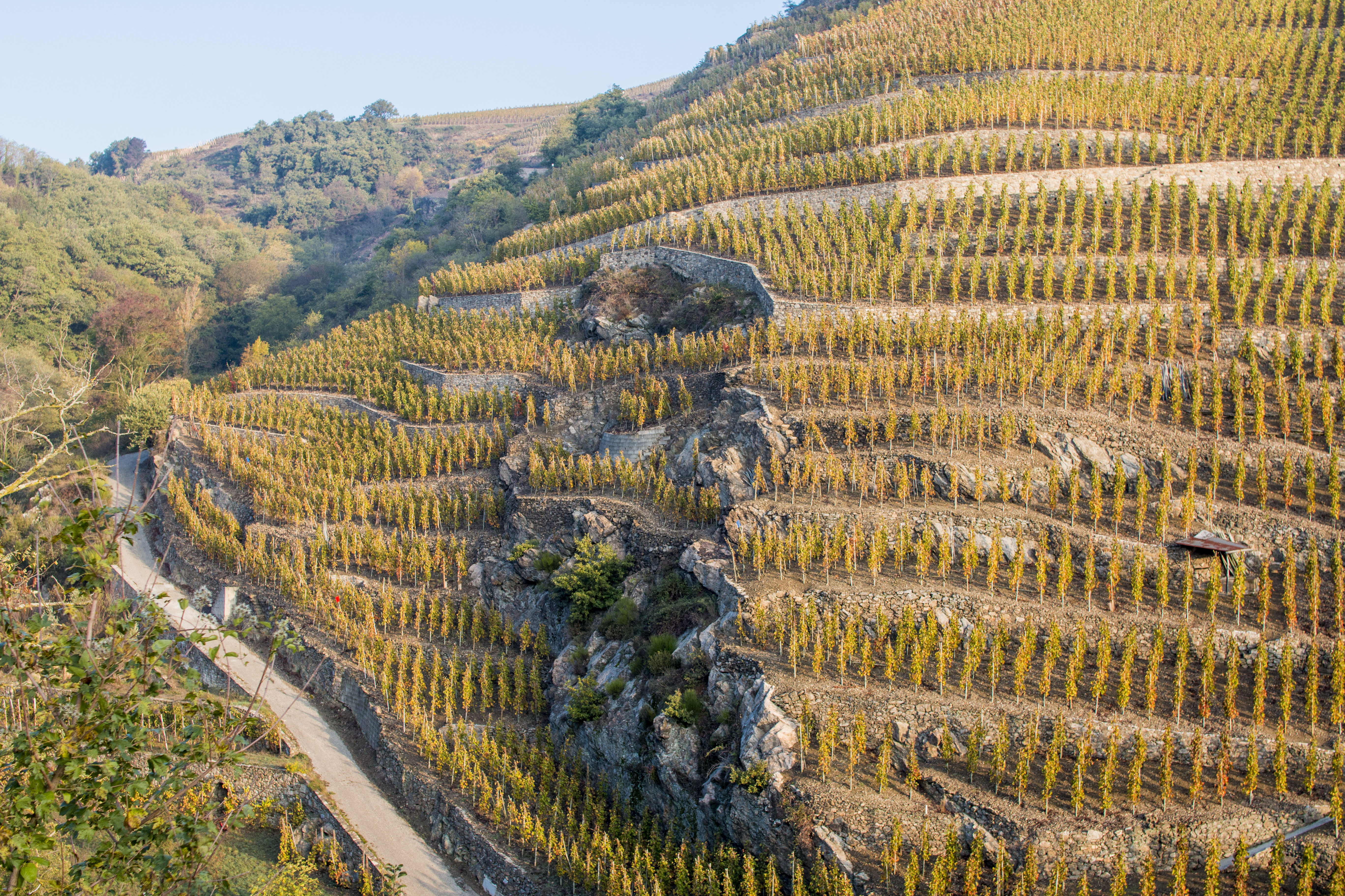 Une parcelle de Côte-Rôtie. Photo Wikipedia Commons/Olivier Lemoine