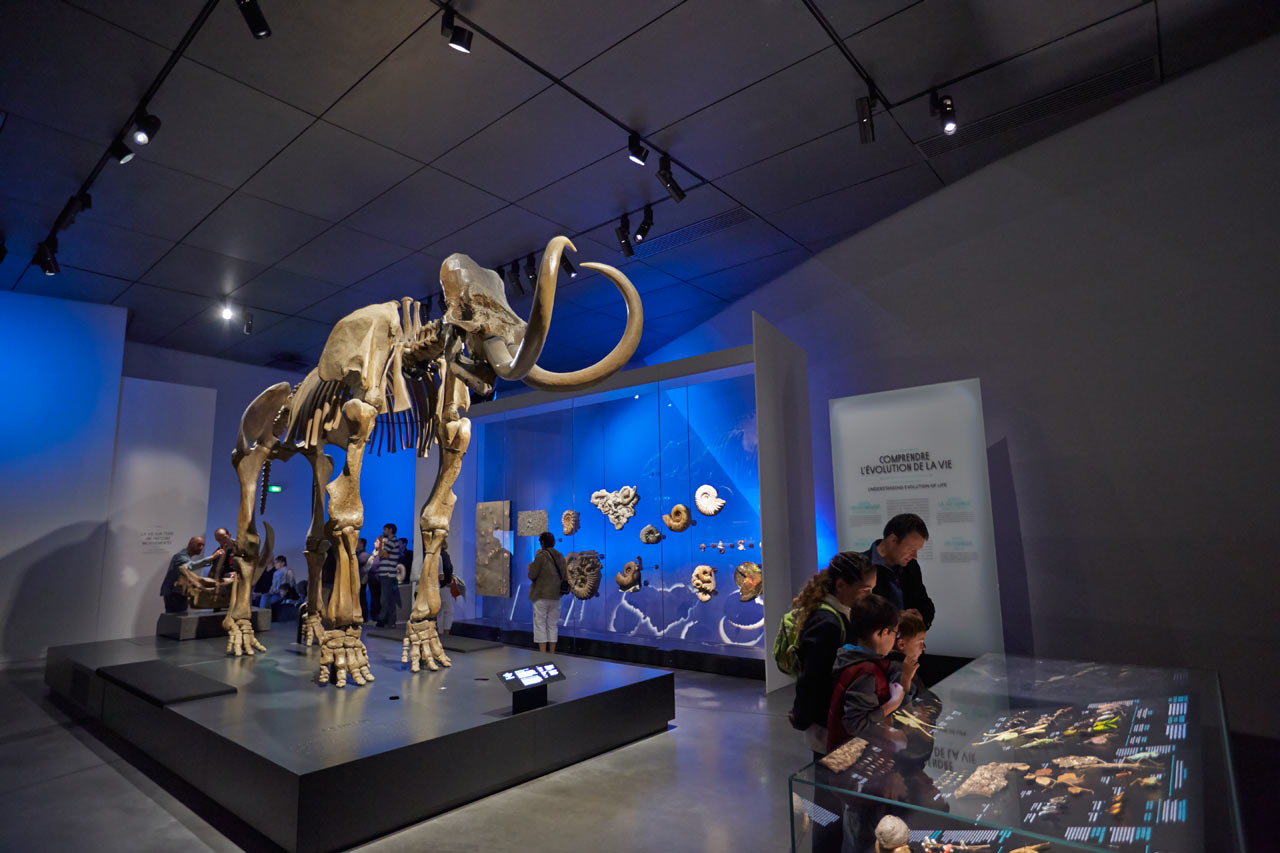 Mammouth de Choulans, salle des origines - © Quentin Lafont Musée des Confluences