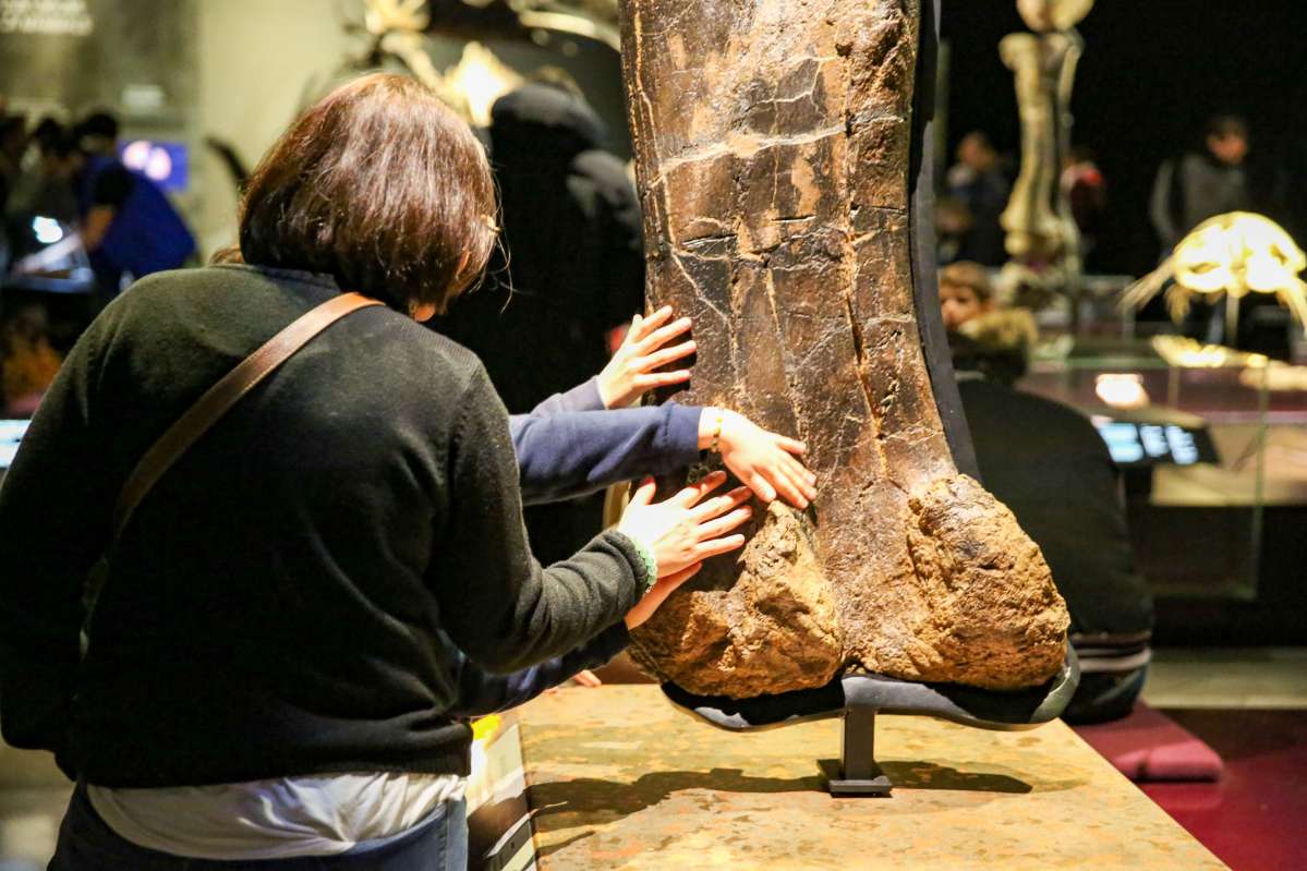 Dispositif "Objet &agrave; toucher" pour les d&eacute;ficients visuels, au Mus&eacute;e des Confluences.  &copy;Mus&eacute;e des Confluences - Yannick Saunier