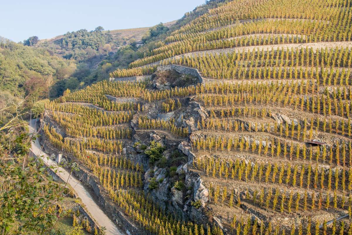 Une parcelle de Côte-Rôtie. Photo Wikipedia Commons/Olivier Lemoine