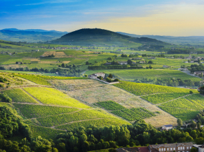 Les vignes dans les monts du beaujolais © Gaelfphoto/Shutterstock.com
