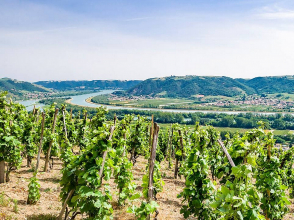 Au Rythme des Vignes - Parcelle St Joseph © Ben Navez Photography