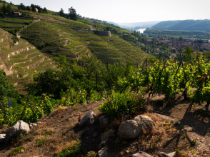 Côteaux de la Vallée du Rhône vers Vienne
