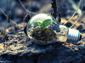 clear-light-bulb-planter-on-gray-rock - Pexels - Singkham