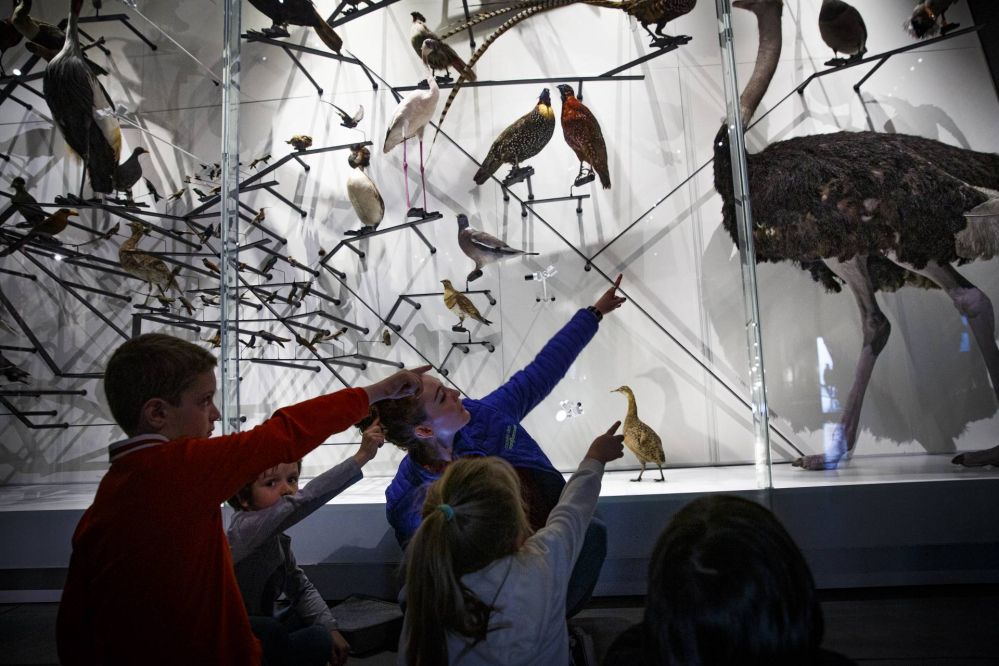 Ronde des animaux au musée des Confluence - © Musée des Confluences