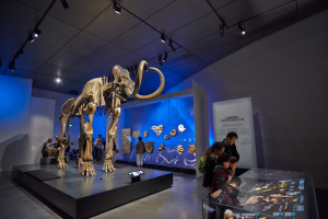 Mammouth de Choulans, salle des Origines - musée des Confluences / © Quentin Lafont - Musée des Confluences