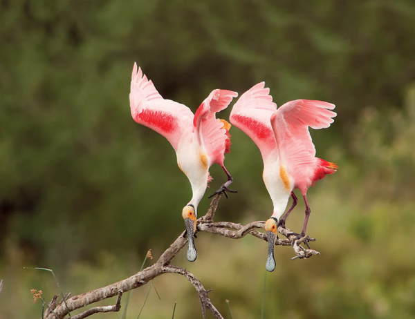 Spatules rosées ©Parc des oiseaux
