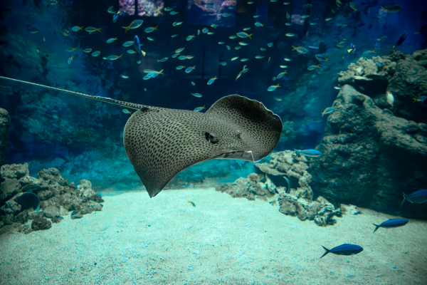 ©Bastien Brossard/Aquarium de Lyon