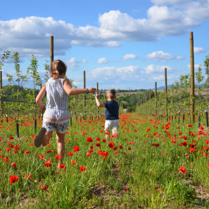 Monts du Lyonnais : enfants courant dans un champ de coquelicots