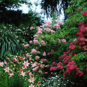 © Les Roses anciennes de la Bonne Maison