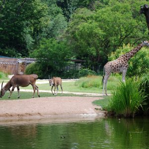 Plaine africaine, Zoo de Lyon - Parc de la Tête d'Or © Ville de Lyon