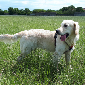 Sunday, le golden retriever de Camille © Camillle Didierlaurent